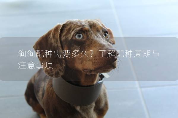 狗狗配種需要多久?了解配種周期與注意事項